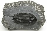 Hollardops Trilobite - Preserved Eye Facets #223650-1
